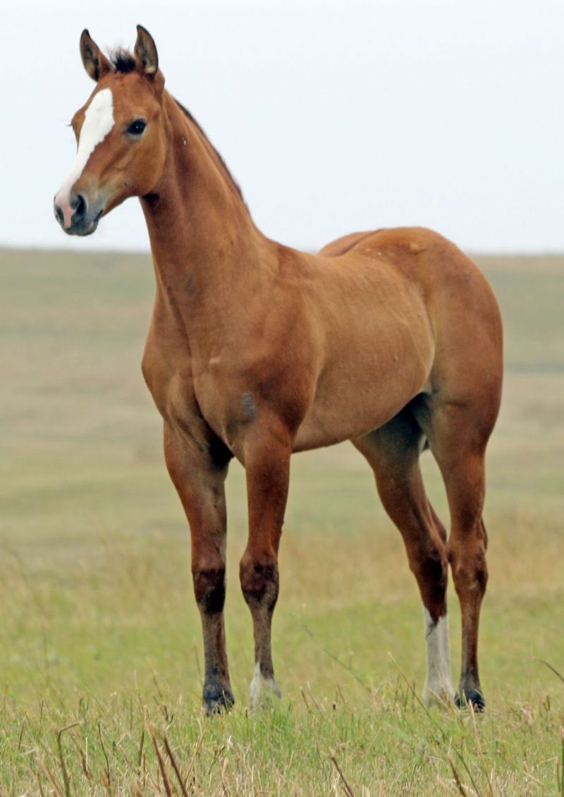 015 - French Royal Perks filly